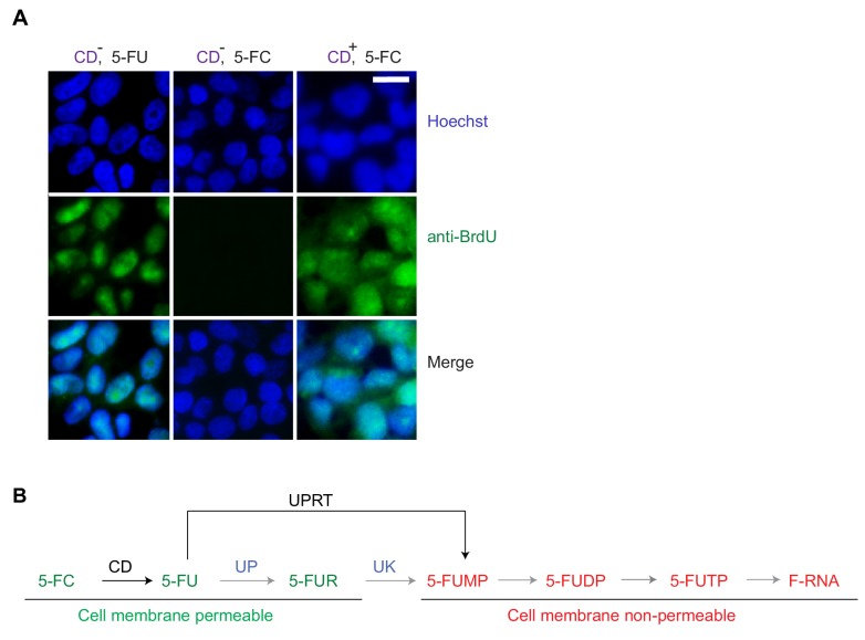 Figure 1—figure supplement 1.