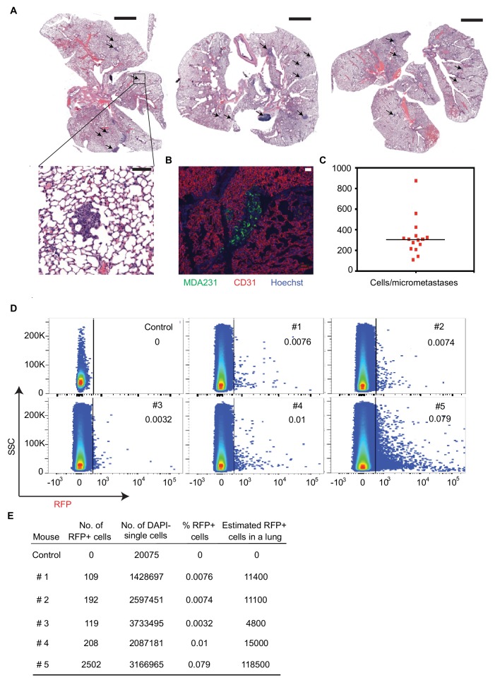 Figure 3—figure supplement 1.