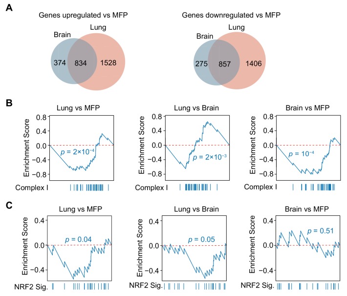 Figure 5—figure supplement 1.