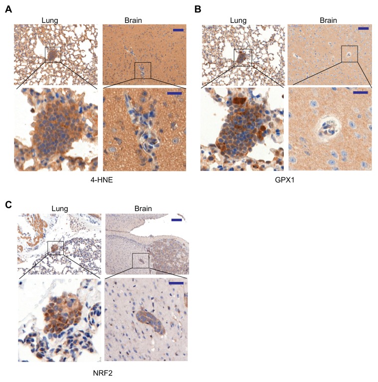 Figure 5—figure supplement 2.