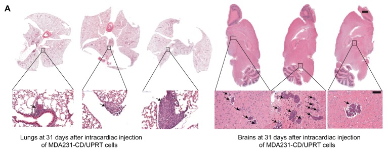 Figure 4—figure supplement 1.