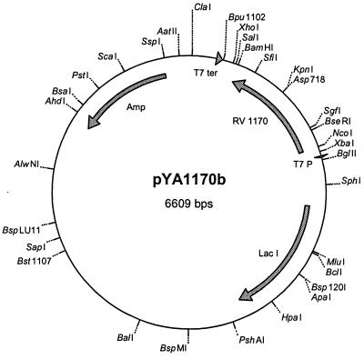 FIG. 1