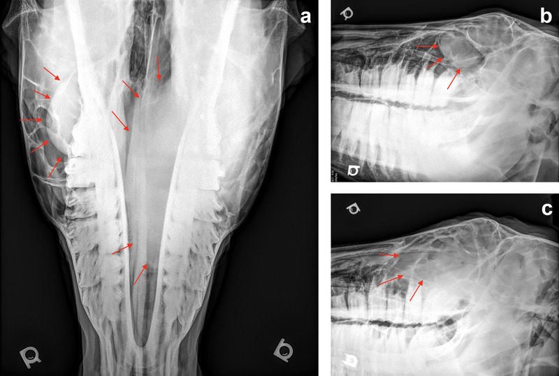 FIGURE 3