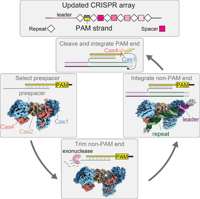 graphic file with name nihms-1841279-f0001.jpg