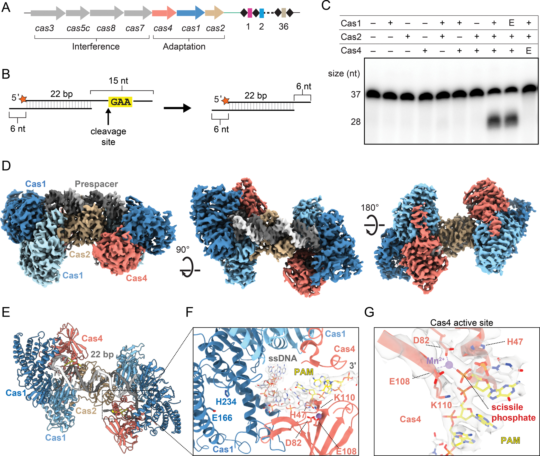 Figure 1,