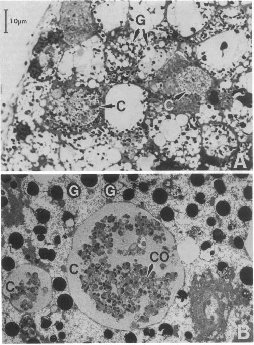 graphic file with name pnas00255-0289-a.jpg