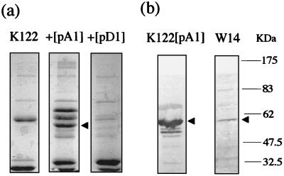 FIG. 5