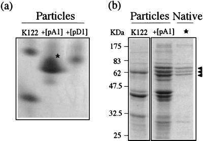 FIG. 6