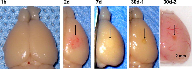 Fig. 2