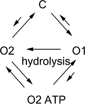 graphic file with name JGP_201210834_Scheme2.jpg