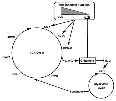 FIG. 8