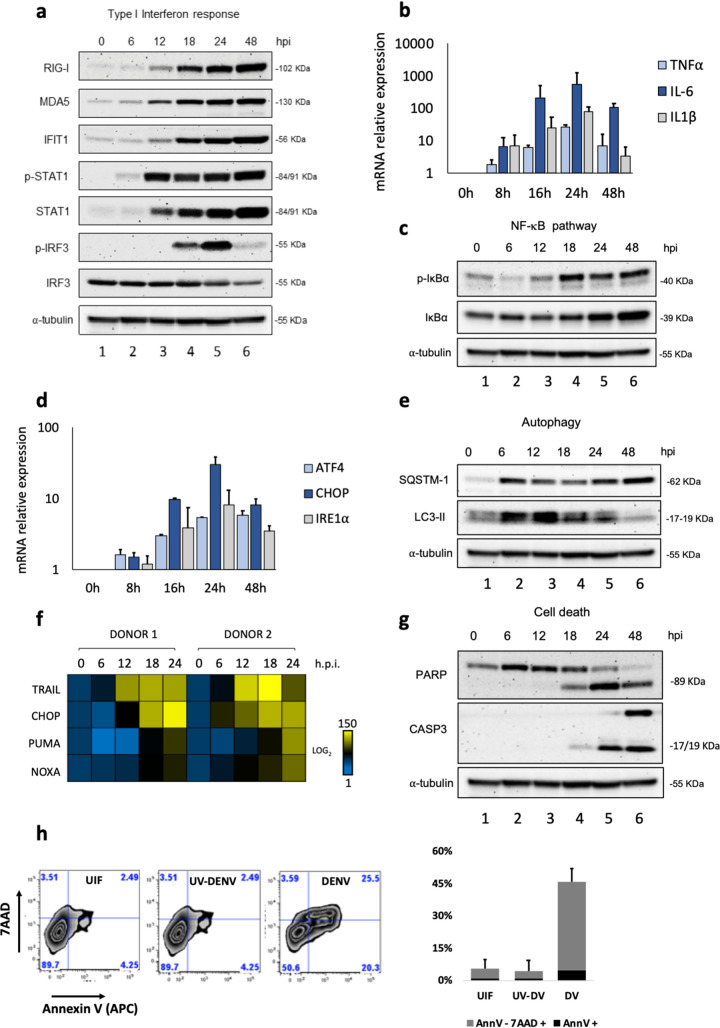 FIG 1