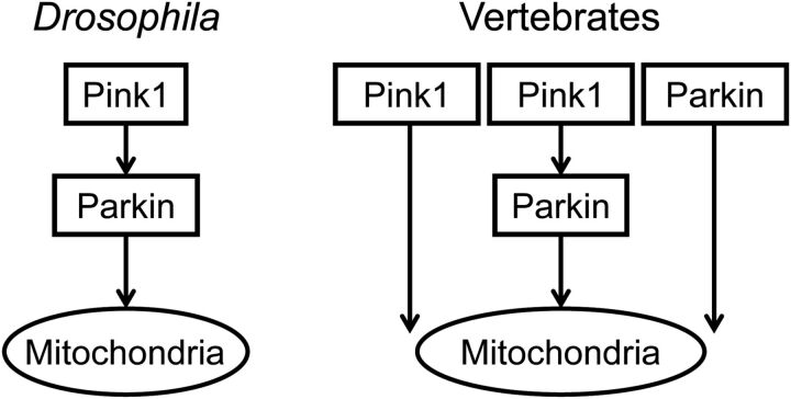 Figure 7.