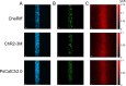 Figure 3—figure supplement 2.