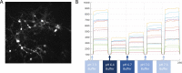 Figure 1—figure supplement 1.