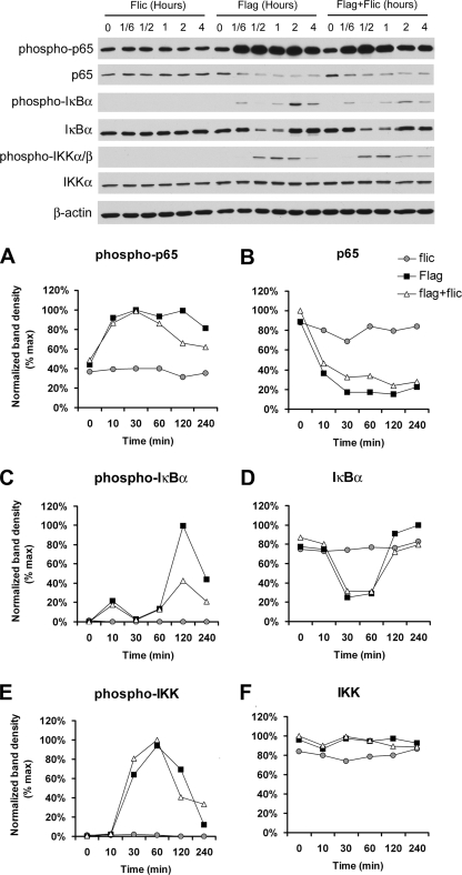 FIG. 2.