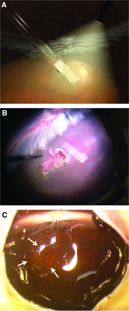 FIG. 2.