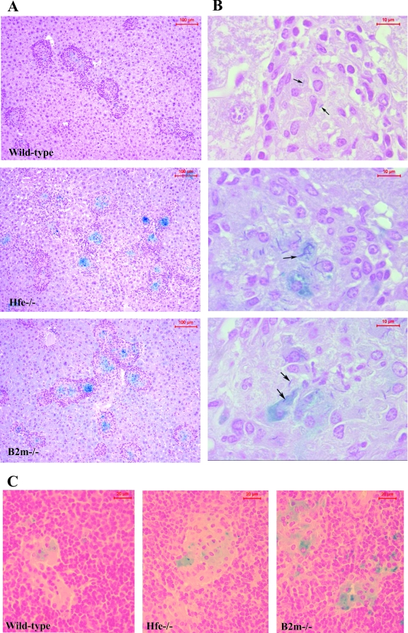 FIG. 2.