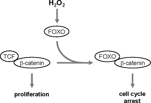 FIG. 7.