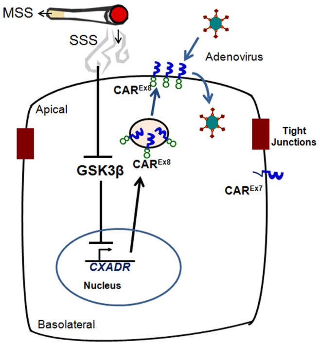 Figure 9