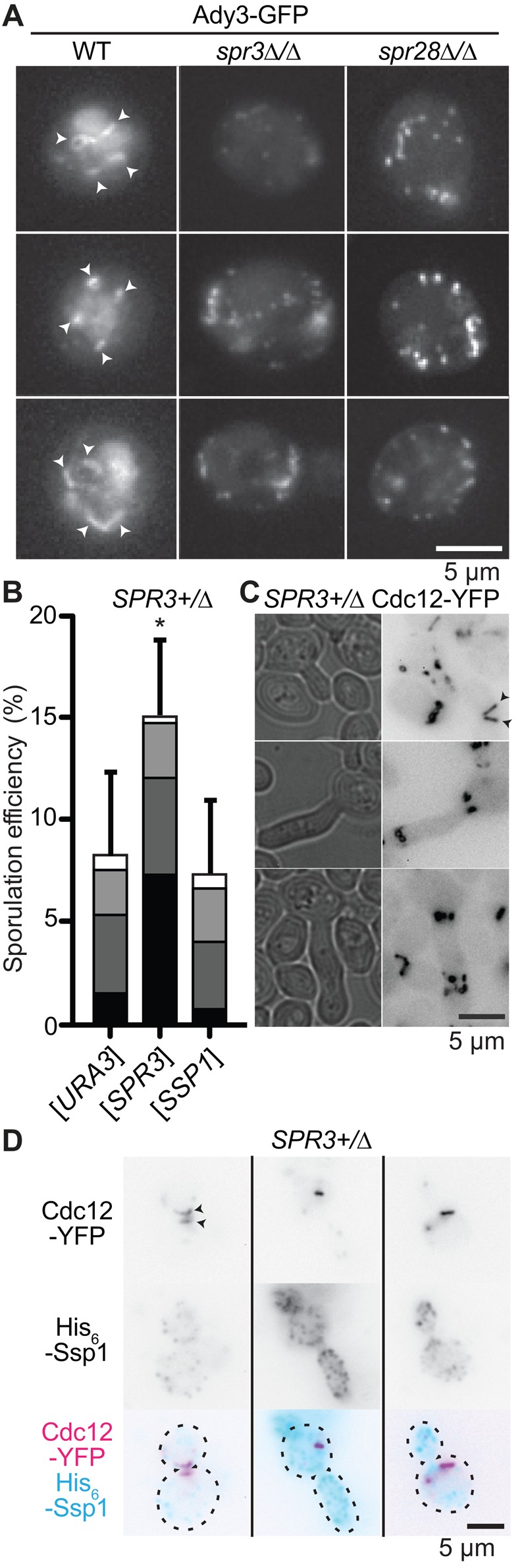 FIGURE 3: