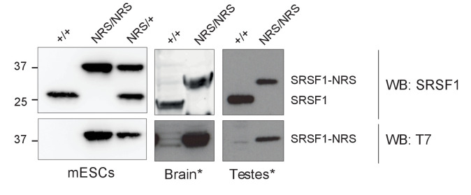 Figure 1—figure supplement 2.