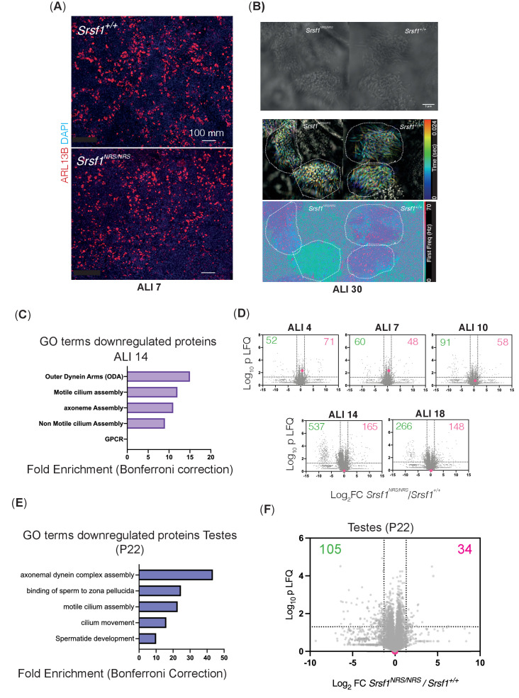 Figure 4—figure supplement 1.