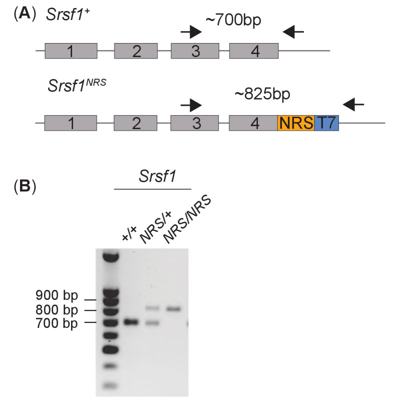 Figure 1—figure supplement 1.