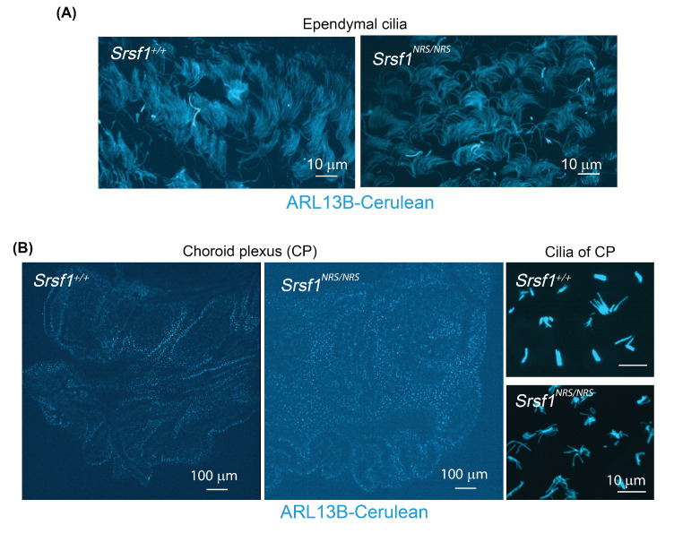 Figure 3—figure supplement 1.