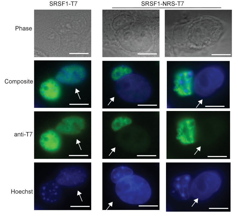 Figure 1—figure supplement 3.