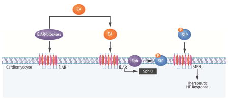 Central Illustration