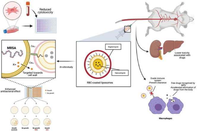 Image, graphical abstract