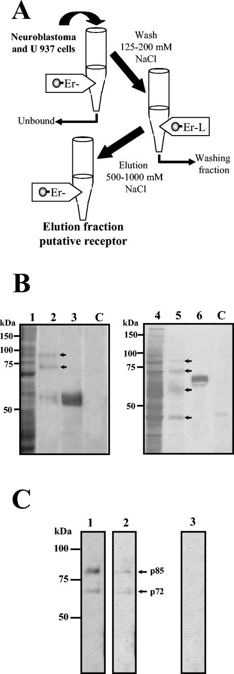 FIG.1.