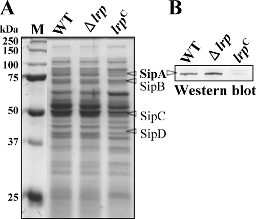 FIG. 7.