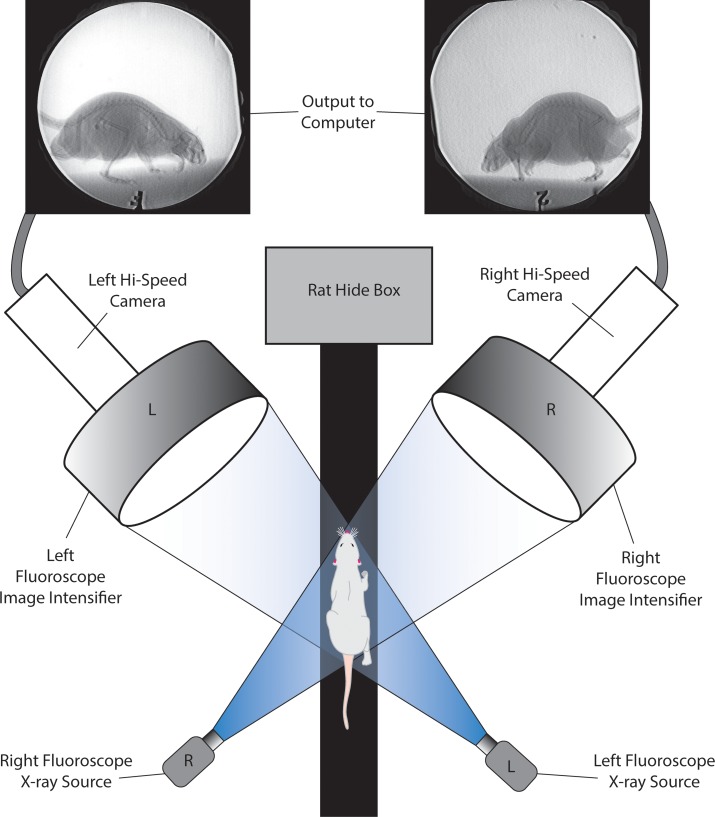 Fig 1