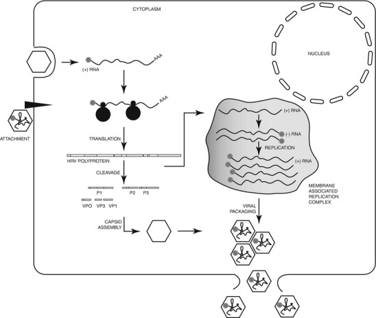Fig. 29.4