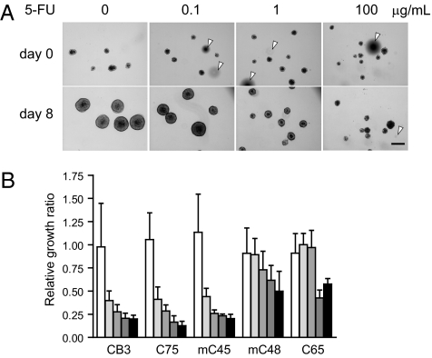 Fig. 6.