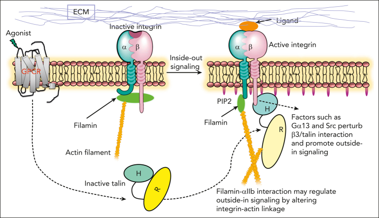 graphic file with name BLOOD_BLD-2022-018333-fx1.jpg