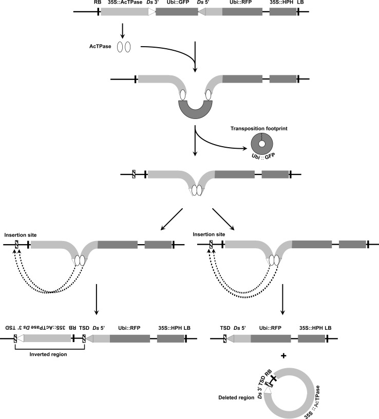 Fig. 2