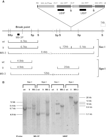 Fig. 5