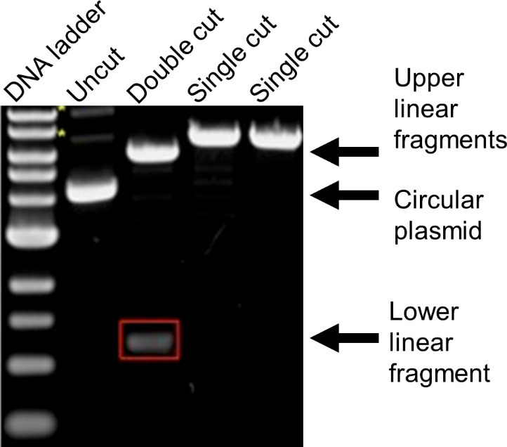 Figure 17.