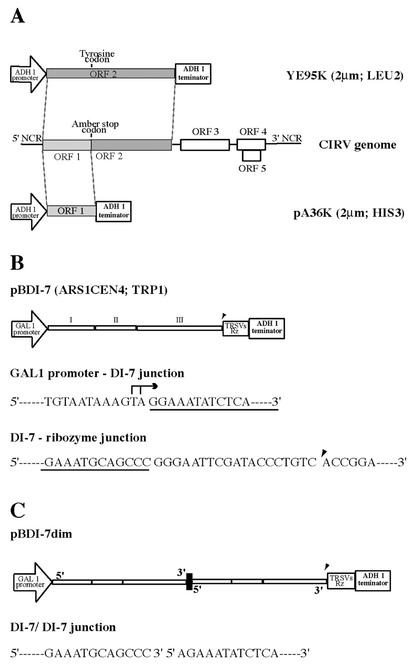 FIG. 1.