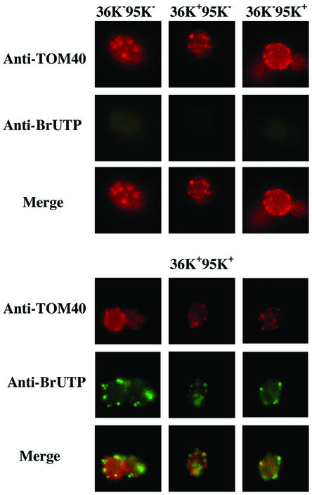 FIG. 7.