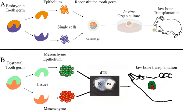 Figure 2: