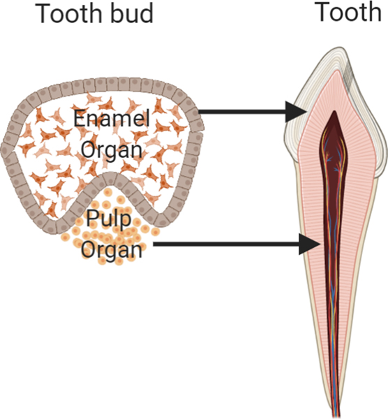 Figure 1: