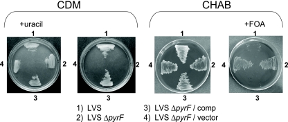 FIG. 1.