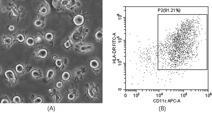 FIGURE 1