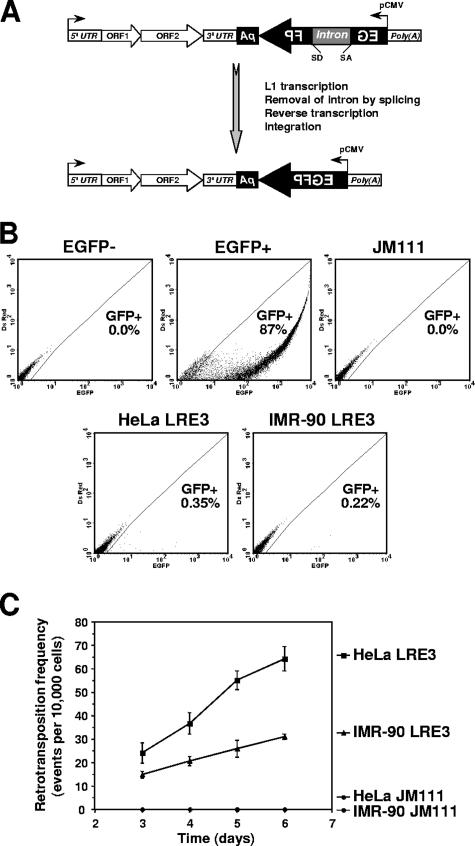 FIG. 1.