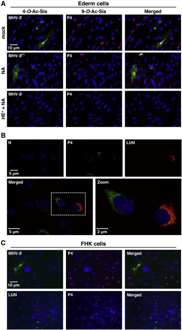 Figure 5