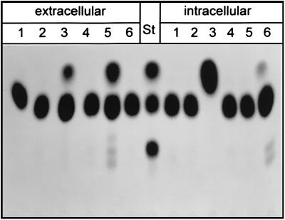 FIG. 5